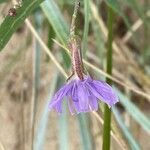 Lactuca tatarica flower picture by grutz (cc-by-sa)