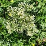 Lepidium draba flower picture by FLORENCE GRESSIER (cc-by-sa)