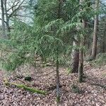 Pseudotsuga menziesii habit picture by Loreth Diana (cc-by-sa)