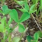 Trifolium tomentosum leaf picture by Prieta Javier (cc-by-sa)