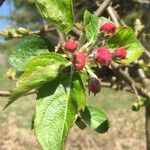 Malus sylvestris flower picture by Halbe Marianne (cc-by-sa)