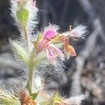 Stachys heraclea flower picture by Francois Mansour (cc-by-sa)