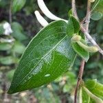 Lonicera japonica leaf picture by cinghiale (cc-by-sa)