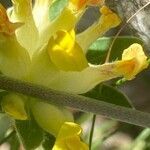 Anthyllis vulneraria flower picture by Francois Mansour (cc-by-sa)