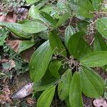 Miconia multispicata habit picture by Nelson Zamora Villalobos (cc-by-nc)