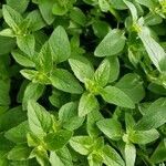 Mentha pulegium habit picture by Filipe Moreira (cc-by-sa)