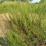 Artemisia campestris habit picture by chycory (cc-by-sa)