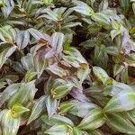 Tradescantia zebrina habit picture by Trap Hers (cc-by-sa)