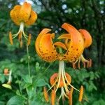 Lilium superbum flower picture by chase doane (cc-by-sa)