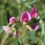 Lathyrus cirrhosus flower picture by Boon Daniel (cc-by-sa)