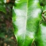 Diospyros glans leaf picture by Guillaume JUGE (cc-by-sa)