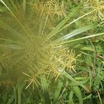Cyperus odoratus leaf picture by Nelson Zamora Villalobos (cc-by-nc)