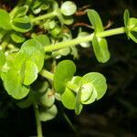 Bacopa salzmannii leaf picture by Nelson Zamora Villalobos (cc-by-nc)