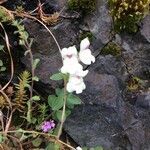 Antirrhinum sempervirens flower picture by Paule Hourdebaigt (cc-by-sa)