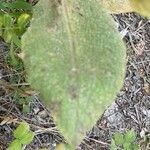 Verbascum phlomoides leaf picture by Francois Mansour (cc-by-sa)