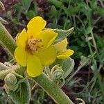 Verbascum sinaiticum flower picture by susan brown (cc-by-sa)