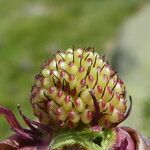 Comarum palustre fruit picture by Llandrich anna (cc-by-sa)