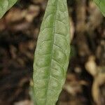 Pachira dolichocalyx leaf picture by R. Tournebize (cc-by-sa)