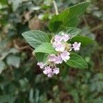 Lantana montevidensis flower picture by Gabriella Pereira (cc-by-sa)