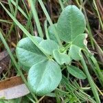 Vicia narbonensis leaf picture by Arch Stanton (cc-by-sa)