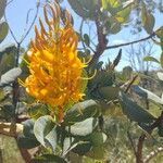 Vochysia tucanorum flower picture by Tatiana Abdul (cc-by-sa)