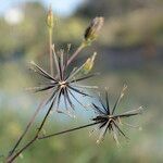 Bidens subalternans fruit picture by John Walsh (cc-by-sa)