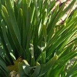 Narcissus tazetta leaf picture by Descalzo Rosy (cc-by-sa)