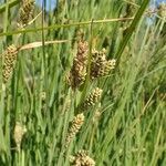 Carex buxbaumii habit picture by Yoan MARTIN (cc-by-sa)