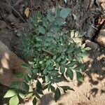 Murraya koenigii habit picture by Prasanta Hembram (cc-by-sa)