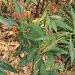 Asclepias curassavica leaf picture by Ortuño González Erik (cc-by-sa)