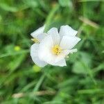 Ranunculus amplexicaulis flower picture by Alexandre Crégu (cc-by-sa)