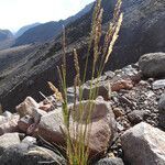 Agrostis virescens flower picture by Fabien Anthelme (cc-by-sa)