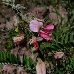 Tephrosia virginiana flower picture by Eli Small (cc-by-sa)