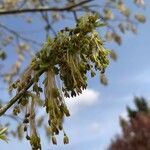 Acer negundo flower picture by Jules AP (cc-by-sa)