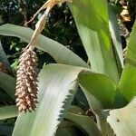 Aechmea bromeliifolia habit picture by Trap Hers (cc-by-sa)
