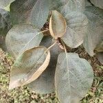 Cordia africana leaf picture by susan brown (cc-by-sa)