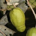 Couepia polyandra fruit picture by Nelson Zamora Villalobos (cc-by-nc)