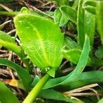 Arabis hirsuta leaf picture by Aurore Garnavault Blanchard (cc-by-sa)