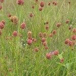 Sanguisorba officinalis flower picture by Danièle Brun (cc-by-sa)