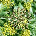 Hedera colchica fruit picture by Trap Hers (cc-by-sa)