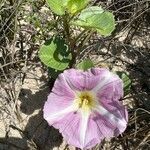 Calystegia soldanella habit picture by Patrice Bracquart (cc-by-sa)