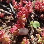 Sedum caeruleum flower picture by fiorix.ga@gmail.com (cc-by-sa)