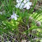 Pinguicula corsica flower picture by Nathalie Potel (cc-by-sa)