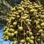 Phoenix dactylifera fruit picture by Heras Daniel (cc-by-sa)