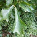 Quercus nigra leaf picture by Sharon Allen (cc-by-sa)