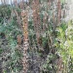 Acanthus mollis habit picture by Monteiro Henrique (cc-by-sa)