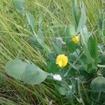 Lathyrus aphaca habit picture by emilie Bernard (cc-by-sa)
