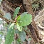 Ficus craterostoma leaf picture by susan brown (cc-by-sa)