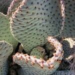 Opuntia basilaris leaf picture by jeremy taylor (cc-by-sa)