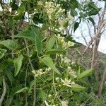 Clematis ligusticifolia flower picture by Euphrosyne Beauchamp (cc-by-sa)
